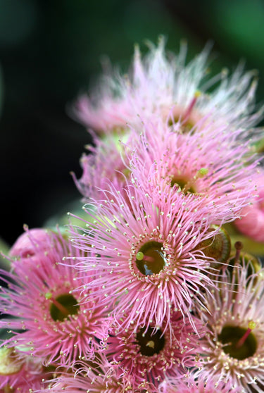 50 RED FLOWERING EUCALYPTUS Sideroxylon Mugga Ironbark Tree Seeds